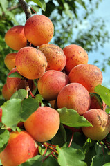 close-up of the ripe organic apricots branch in the orchard at sunny summer day