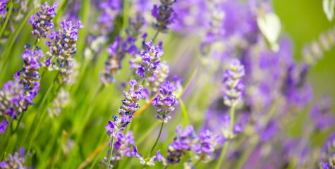 Spring lavender flowers under sunlight. Lilac flowers close up. Beautiful landscape of nature with a panoramic view. Hi spring. long banner