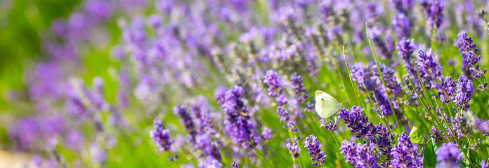 Fototapeta premium Butterflies on spring lavender flowers under sunlight. Beautiful landscape of nature with a panoramic view. Hi spring. long banner