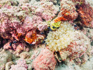 美しいイソギンチャク畑の可愛いミツボシクロスズメダイ（スズメダイ科）、サラサエビ（サラサエビ科）他の群れ。

日本国静岡県伊豆半島賀茂郡南伊豆町中木から渡し船で渡るヒリゾ浜にて。
2022年9月撮影。
Threespot dascyllus (Dascyllus trimaculatus) and Cleaner Shrimp (Rhynchocinetes uritai) and others 