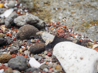 可愛いクモハゼ（ハゼ科）。

日本国静岡県伊豆半島賀茂郡南伊豆町中木から渡し船で渡るヒリゾ浜にて。
2022年9月撮影。

Lovely Dusky frillgoby (Bathygobius fuscus).
