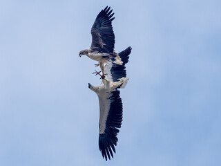Duelling Eagles