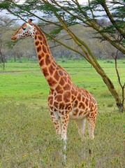 a masai giraffe munching on leaves in the forest in lake nakura national park, kenya, east  africa  