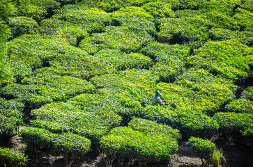 paysage de champs de thé dans l'est du Kérala en Inde