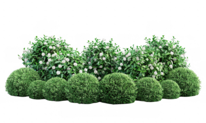 Round Green Shrubs with White Flowers
