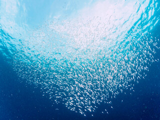 美しいキビナゴ（ニシン科）他の大群。

日本国静岡県伊豆半島賀茂郡南伊豆町中木から渡し船で渡るヒリゾ浜にて。
2022年9月撮影。

A large school of the Beautiful Silver-Stripe Round Herrings (Spratelloides gracilis) and others. 
