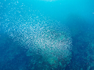 美しいキビナゴ（ニシン科）他の大群。

日本国静岡県伊豆半島賀茂郡南伊豆町中木から渡し船で渡るヒリゾ浜にて。
2022年9月撮影。

A large school of the Beautiful Silver-Stripe Round Herrings (Spratelloides gracilis) and others. 
