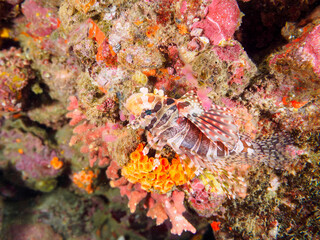 広げた羽根が美しいキリンミノ（フサカサゴ科）。

日本国静岡県伊豆半島賀茂郡南伊豆町中木から渡し船で渡るヒリゾ浜にて。
2022年9月撮影。

The Beautiful Zebra turkeyfish (Dendrochirus zebra) and others. 
