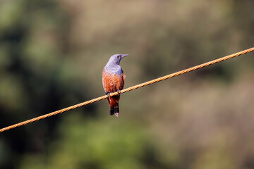 きれいな声でさえずる美しいイソヒヨドリ（ヒタキ科）。Beautiful Blue Rock Thrush (Monticola solitarius , family Bewick's flycatcher) chirping in beautiful voices.

日本国静岡県伊豆半島賀茂郡南伊豆町中木から渡し船で渡るヒリゾ浜にて。
2022年9月撮影。
