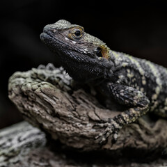 Close-up of an agamid lizard Laudakia stellio or Stellagama stellio, also named stellion, painted dragon or star lizard.	