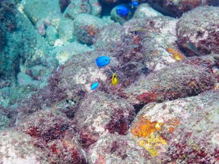 可愛いソメワケヤッコ（キンチャクダイ科）の幼魚他。

日本国静岡県伊豆半島賀茂郡南伊豆町中木から渡し船で渡るヒリゾ浜にて。
2022年9月撮影。

A lovely Bicolor angelfish (Centropyge bicolor) and others.

