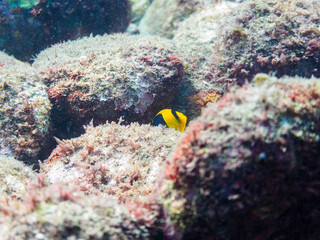 可愛いソメワケヤッコ（キンチャクダイ科）の幼魚他。

日本国静岡県伊豆半島賀茂郡南伊豆町中木から渡し船で渡るヒリゾ浜にて。
2022年9月撮影。

A lovely Bicolor angelfish (Centropyge bicolor) and others.
