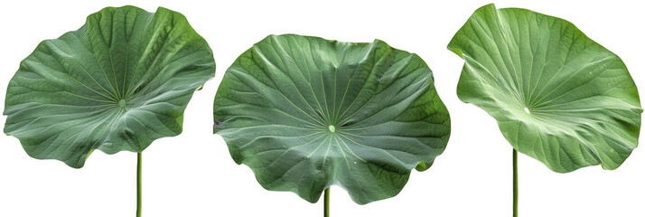 Green Lotus Leaves