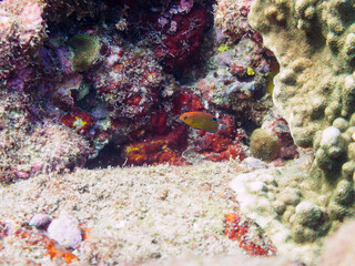 可愛いメガネスズメダイ（スズメダイ科）の幼魚他。

日本国静岡県伊豆半島賀茂郡南伊豆町中木から渡し船で渡るヒリゾ浜にて。
2022年9月撮影。

Lovely juvenile Speckled damsel (Pomacentrus bankanensis) and others.
