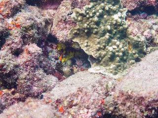 美しいサンゴと可愛いナメラヤッコ（キンチャクダイ科）、メガネスズメダイ（スズメダイ科）の幼魚他。

日本国静岡県伊豆半島賀茂郡南伊豆町中木から渡し船で渡るヒリゾ浜にて。
2022年9月撮影。

Pearlscale angelfish (Centropyge vrolikii), Speckled damsel (Pomacentrus bankanensis) and others.