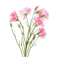Pink Sweet Pea Flowers