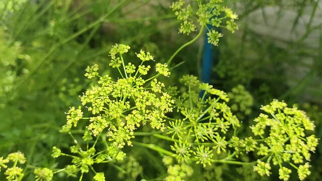 A bee on a flower collects netar. bumblebee on a flower. fly on a leaf. Macro of a brown Apis mellifera bee collecting pollen