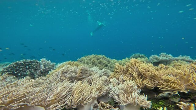 A snorkeler floats over a vibrant coral reef. Sinularia corals dominate the foreground, while colorful fish dart around, highlighting the rich biodiversity and serene beauty of the ocean waters.