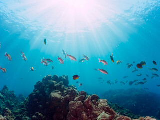 逆光の美しいホウライヒメジ（ヒメジ科）、チョウチョウウオ（チョウチョウウオ科）他の群れ。

日本国静岡県伊豆半島賀茂郡南伊豆町中木から渡し船で渡るヒリゾ浜にて。
2022年9月撮影。

Whitesaddle goatfish (Parupeneus ciliatus) Oriental ButterflyFish (Chaetodon aurites) and others. 