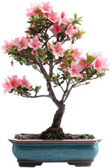 Naklejka premium Bonsai Plant with Pink Flowers
