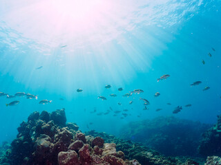 逆光の美しいホウライヒメジ（ヒメジ科）、チョウチョウウオ（チョウチョウウオ科）他の群れ。

日本国静岡県伊豆半島賀茂郡南伊豆町中木から渡し船で渡るヒリゾ浜にて。
2022年9月撮影。

Whitesaddle goatfish (Parupeneus ciliatus) Oriental ButterflyFish (Chaetodon aurites) and others. 