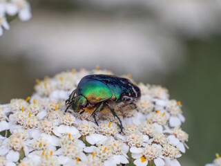 Nahaufnahme von einem goldglänzenden Rosenkäfer ( (Cetonia aurata) auf weißen Blüten.