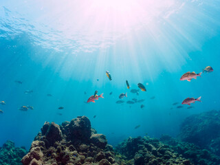 逆光の美しいホウライヒメジ（ヒメジ科）、チョウチョウウオ（チョウチョウウオ科）他の群れ。

日本国静岡県伊豆半島賀茂郡南伊豆町中木から渡し船で渡るヒリゾ浜にて。
2022年9月撮影。

Whitesaddle goatfish (Parupeneus ciliatus) Oriental ButterflyFish (Chaetodon aurites) and others. 