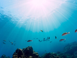 Fototapeta premium 逆光の美しいホウライヒメジ（ヒメジ科）、チョウチョウウオ（チョウチョウウオ科）他の群れ。日本国静岡県伊豆半島賀茂郡南伊豆町中木から渡し船で渡るヒリゾ浜にて。 2022年9月撮影。Whitesaddle goatfish (Parupeneus ciliatus) Oriental ButterflyFish (Chaetodon aurites) and others. 