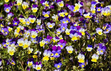 Colorful Wildflowers Blooming in a Garden on a Sunny Day