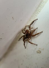 House Spider Close up image on white wall  macro photography