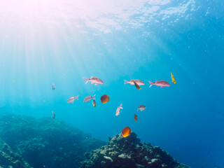 逆光の美しいホウライヒメジ（ヒメジ科）、チョウチョウウオ（チョウチョウウオ科）他の群れ。

日本国静岡県伊豆半島賀茂郡南伊豆町中木から渡し船で渡るヒリゾ浜にて。
2022年9月撮影。

Whitesaddle goatfish (Parupeneus ciliatus) Oriental ButterflyFish (Chaetodon aurites) and others. 