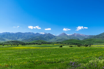 Naklejka premium Blooming green meadows in the mountains. Clouds over the mountain range.