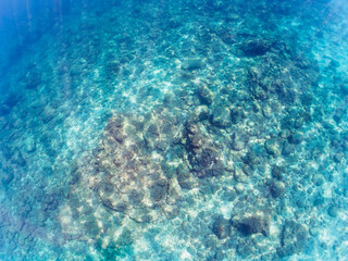 美しいアオブダイ（ブダイ科）、ニザダイ（ニザダイ科）、アイゴ（アイゴ科）他の群れ。

日本国静岡県伊豆半島賀茂郡南伊豆町中木から渡し船で渡るヒリゾ浜にて。
2022年9月撮影。
Knobsnout Parrotfish (Scarus ovifrons), Sawtail juvenile (Prionurus scalprum), Rabbitfish (Siganus fuscescens) 