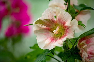 In summer, the blooming sunflowers in North China