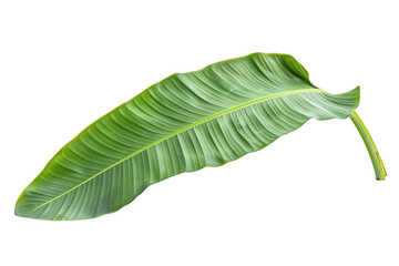 Green Banana Leaf