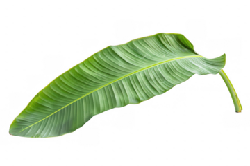Green Banana Leaf