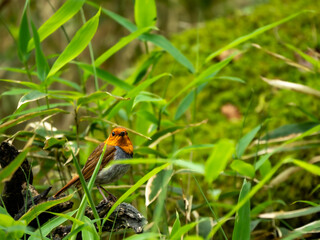 森のササ薮の中で枯れ木に留まっているコマドリの雄