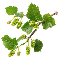 Mulberry Tree Branch with Leaves and Immature Fruit