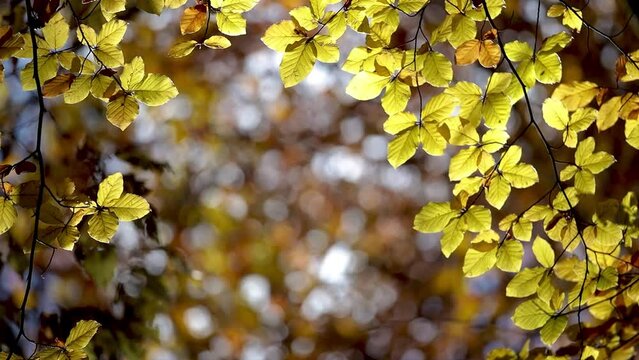 Close up of beech ( Fagus Sylvatica) tree leaves in autumn time
