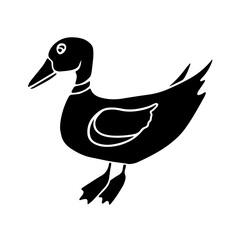 Vector isolated illustration of black and white duck. Poultry.