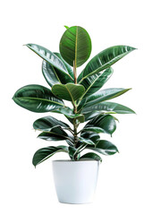 Potted Rubber Plant with Dark Green Leaves