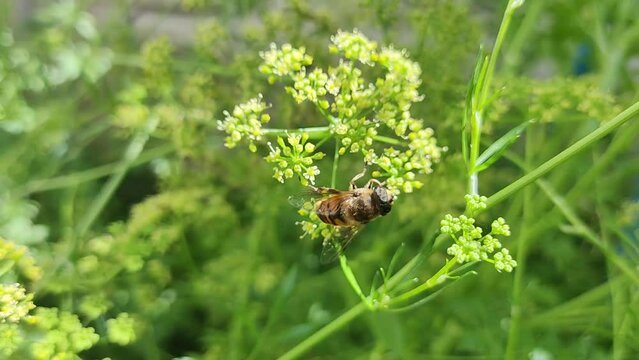 A bee on a flower collects netar. bumblebee on a flower. fly on a leaf. Macro of a brown Apis mellifera bee collecting pollen