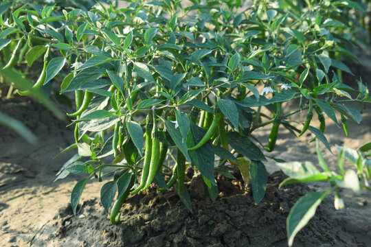 GAREN CHILI SAPE GQREN CHALI FERSH GREEN CHILI, Green chili pepper plant on field agriculture in garden.Hybrid Green Chilli Seeds Kitchen Gardening Vegetable
