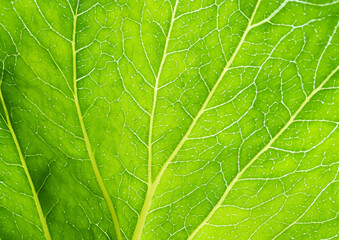 close up of green leaf texture background