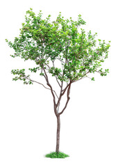 Obraz premium Small Tree with Dense Green Leaves