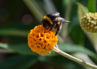 A bumblebee pollinates an orange ball tree flower (Buddleja globosa).