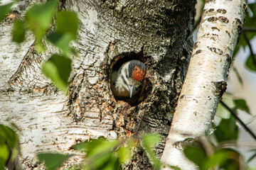 A woodpecker chick in a hollow birch tree