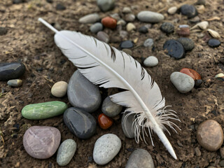 feather on the ground