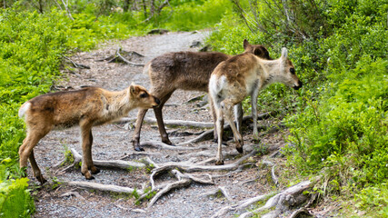 Gruppe von Rentier Babys im Wald auf Futtersuche Oulanka Nationalpark