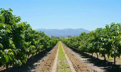 Naklejka premium A serene avocado farm landscape under a clear blue sky, featuring rows of lush green trees stretching into the distance